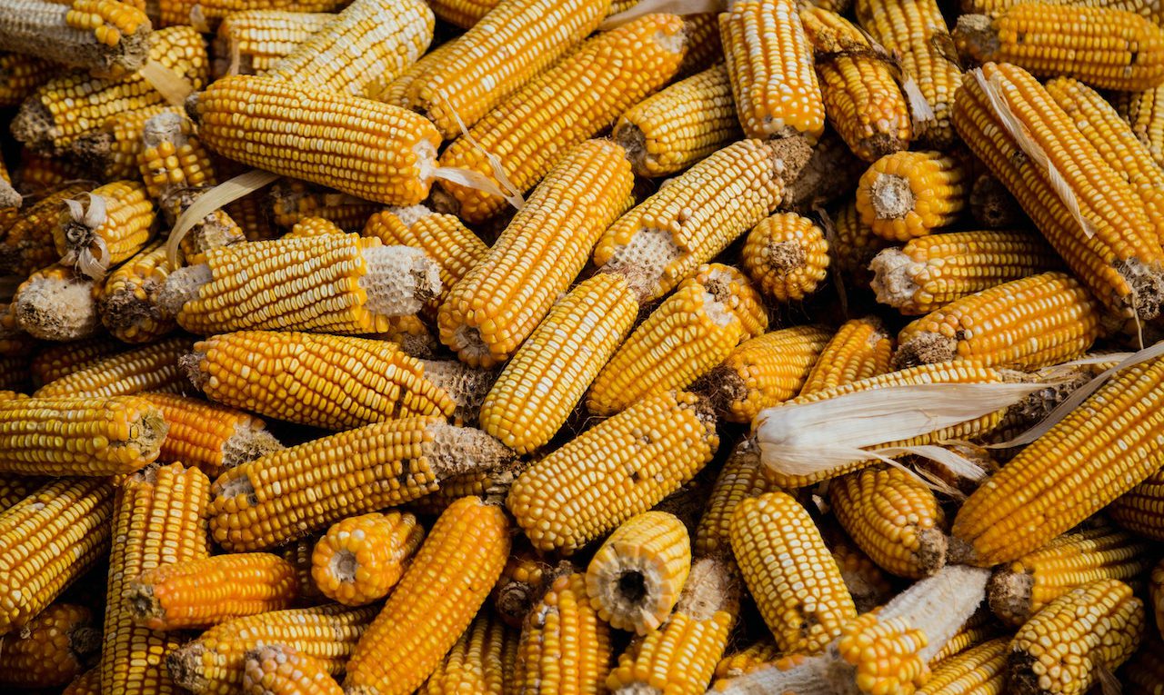 Ile kosztuje suszenie kukurydzy ?