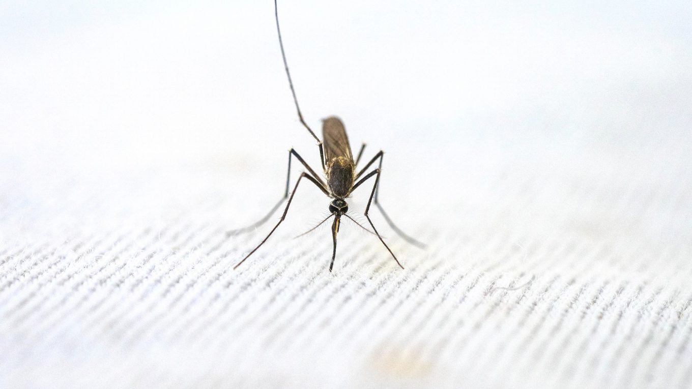 Malarone - brać czy nie brać?